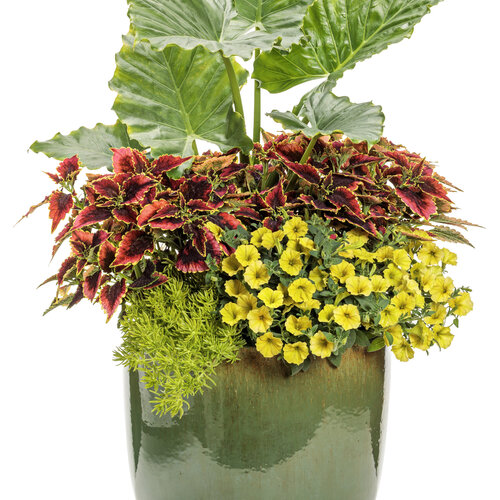 Patio Container: tropical_twist.jpg