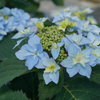Tuff Stuff Ah-Ha® - Reblooming Mountain Hydrangea - Hydrangea serrata