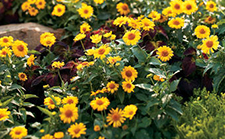 Native Plants