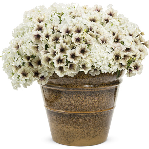 Patio Container: Two Scoops