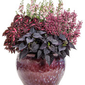 Thumbnail of Patio Container: Maestro™ Coral moved to 2026