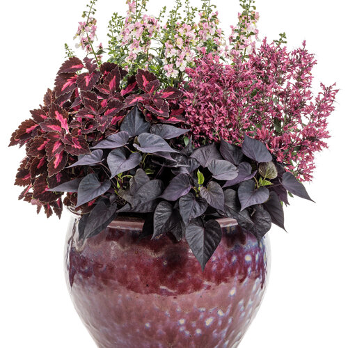 Patio Container: Maestro™ Coral moved to 2026
