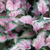 Thumbnail of Heart to Heart® Va Va Violet™ - Shade Caladium - Caladium hortulanum
