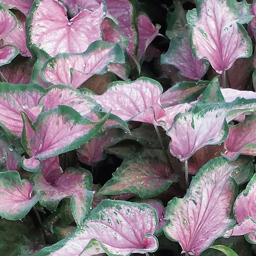 Va Va Violet caladium