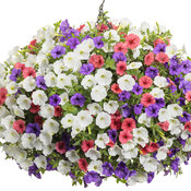 Thumbnail of Hanging Basket: vanilla_cone.jpg