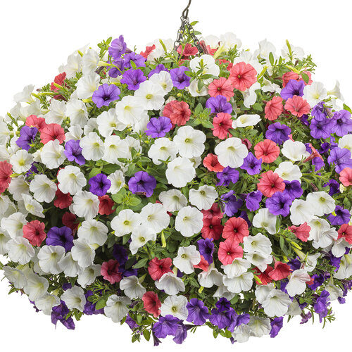 Hanging Basket: vanilla_cone.jpg