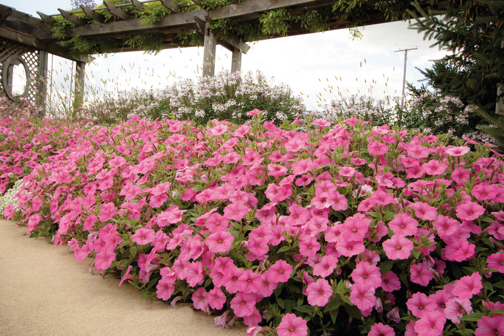 petunias