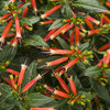 Vermillionaire® - Large Firecracker Plant - Cuphea