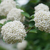 Spice Cowboy® - Koreanspice Viburnum - Viburnum carlesii