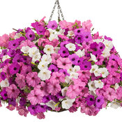 Thumbnail of Hanging Basket: vista_view.jpg