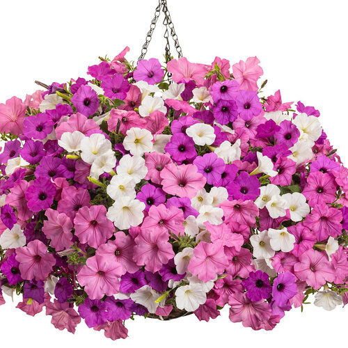 Hanging Basket: vista_view.jpg