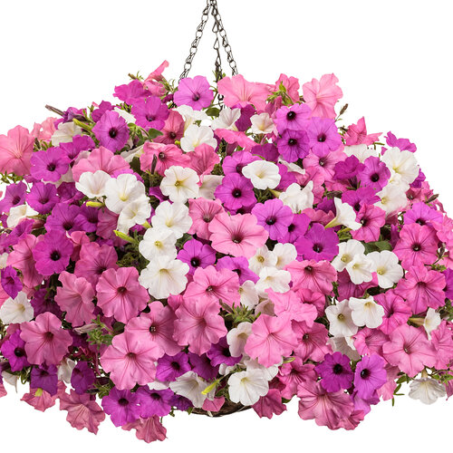 Hanging Basket: Vista View