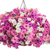 Thumbnail of Hanging Basket: Vista View