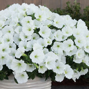 Thumbnail of Close-up: vistasnowdrift_1006.jpg