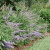 Rock Steady® - Chastetree - Vitex agnus-castus