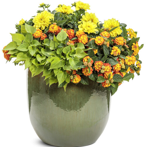 Patio Container: warm_and_toasty.jpg