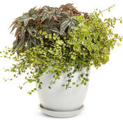 Thumbnail of Patio Container: warm_bread.jpg