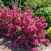 Sonic Bloom® Punch - Weigela florida