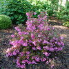 Sonic Bloom® Wine - Weigela florida