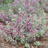My Monet Purple Effect® - Weigela florida