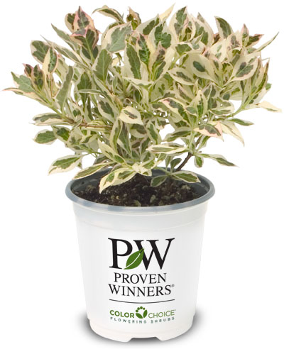 1-Quart Shrub