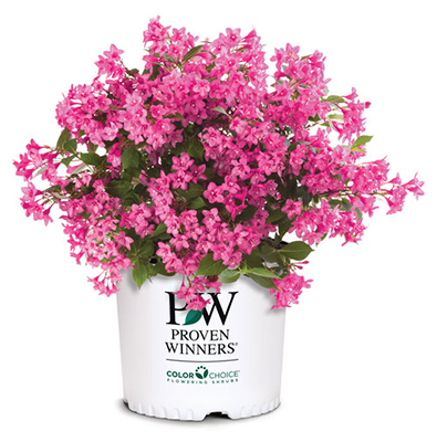 2-Gallon Shrub