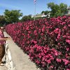 Wine & Roses® - Weigela florida