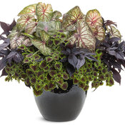 Thumbnail of Patio Container: west_coast_fog.jpg