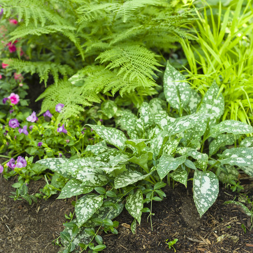 Landscape: westside_shade_garden_2017_073.jpg