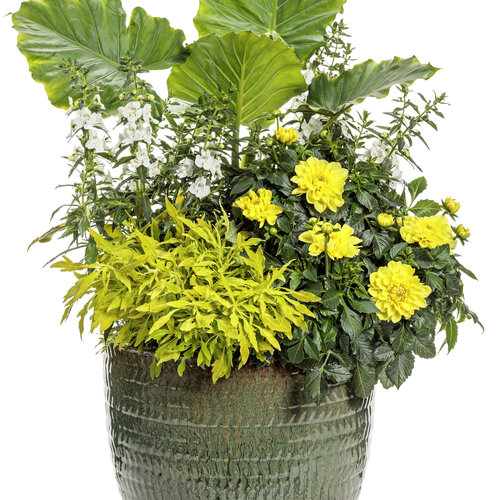 Patio Container: whimsy.jpg