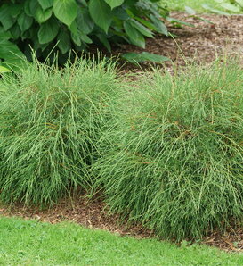 Whip It Good® - Arborvitae - Thuja occidentalis