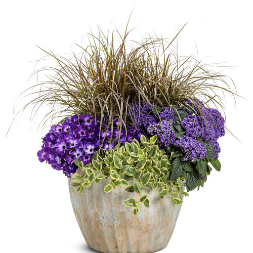 Patio Container: whisk_me_away.jpg