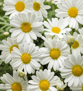Pure White Butterfly® - Marguerite Daisy - Argyranthemum frutescens