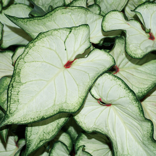 White Wonder caladium