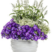 Thumbnail of Patio Container: wholesome.jpg