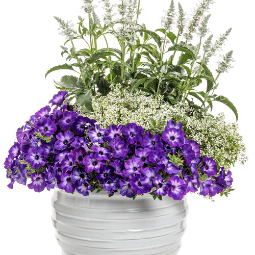 Patio Container: wholesome.jpg