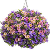 Thumbnail of Hanging Basket: zou_zou.jpg