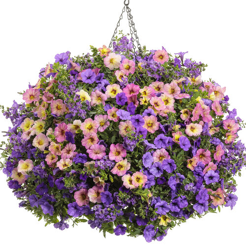 Hanging Basket: zou_zou.jpg