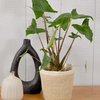 Mythic® Jungle Music™ - Alocasia amazonica
