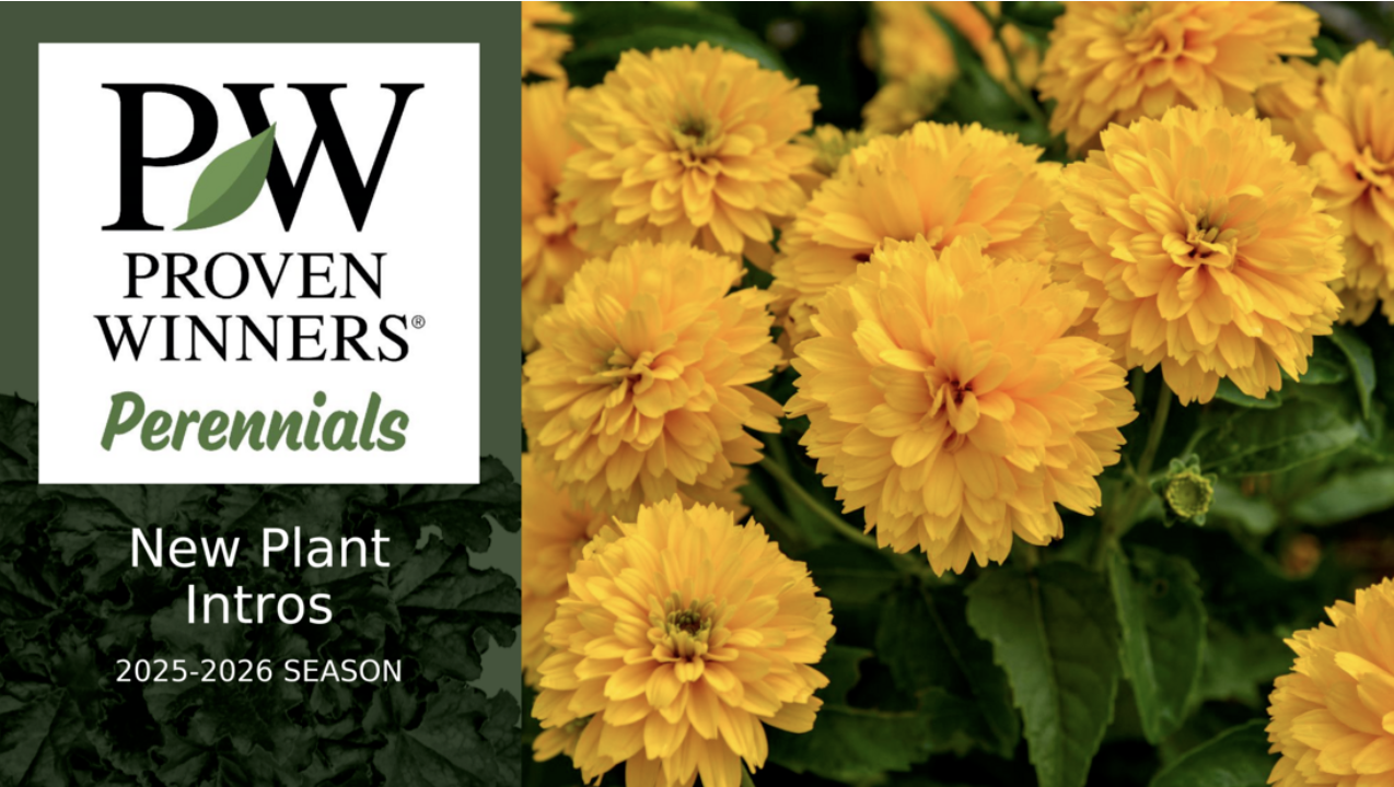 Spring 2026 New Perennials