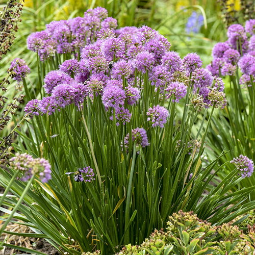 'All the Buzz' Allium hybrid