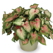 Thumbnail of Patio Container: bold_symphony.png