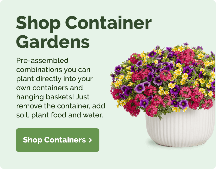Shop Container Gardens: Pre-assembled combinations you can plant directly into your own containers and hanging baskets! Just remove the container, add soil, plant food and water.