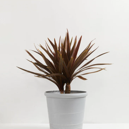 Beauty Shot: cordyline_red_sensation.png