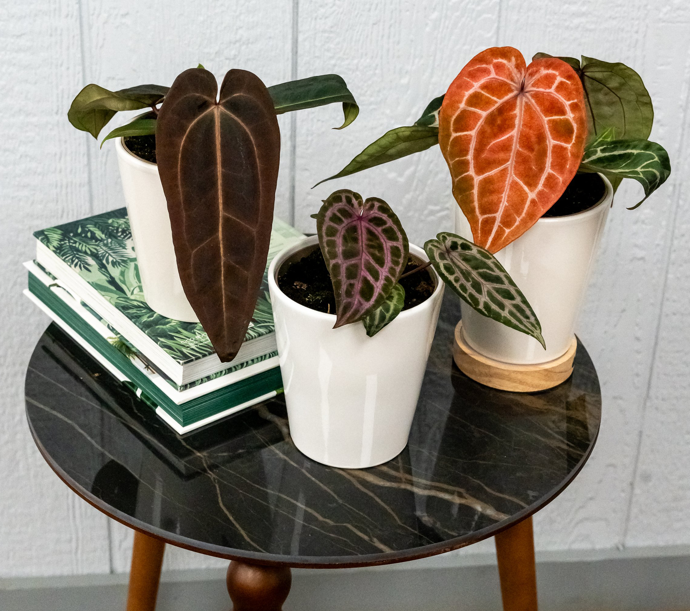 leafjoy<sup>®</sup> DocBlock<sup>®</sup> Anthuriums