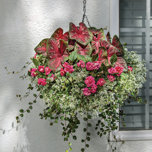 Hanging Basket: Hanging basket on porch