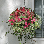 Thumbnail of Hanging Basket: Hanging basket on porch