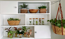 Native Plants