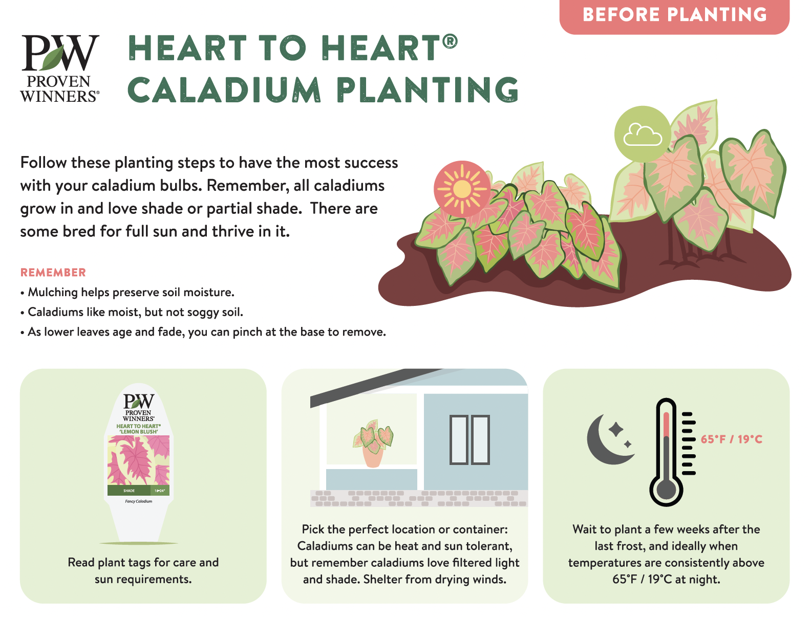 plant_caladiums