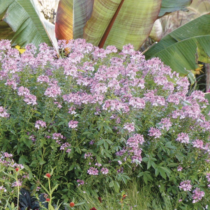 Señorita Rosalita<sup>®</sup> Cleome